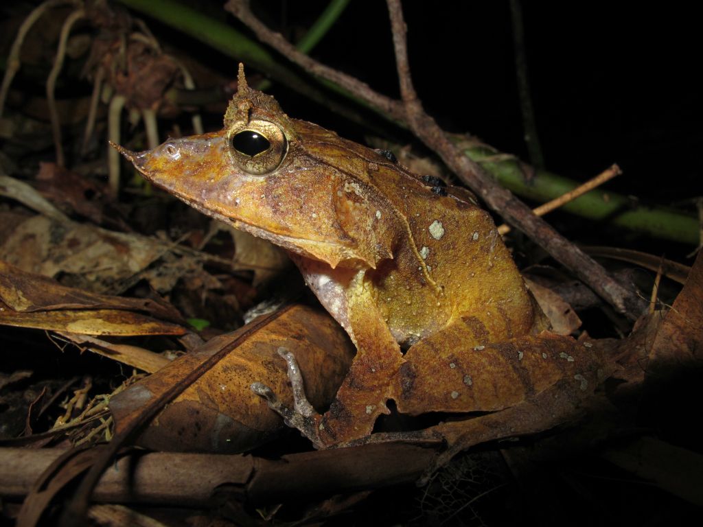 Eyelash frog Ceratobatrachus guentheri in the jungle of Kolombangara Island, Solomon Islands